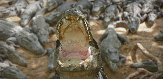 Image from Pandiyan's photostream on flickr.com